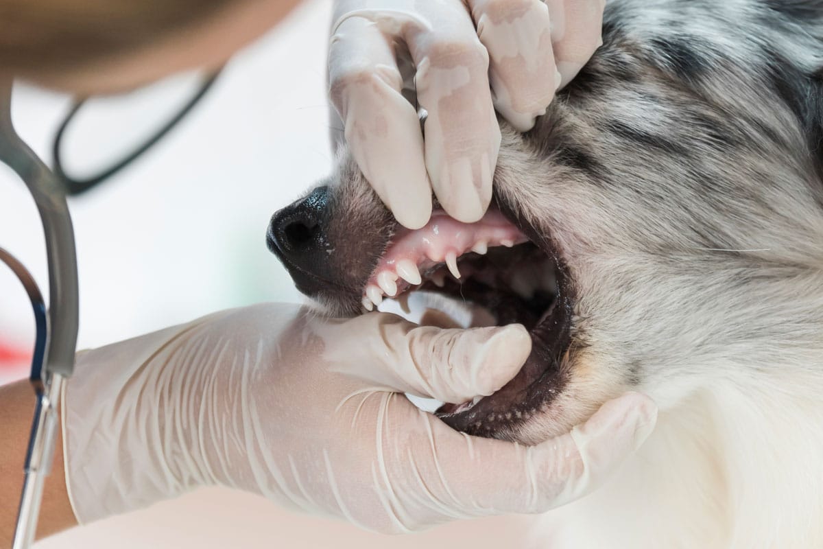 Dog Dentist Lilydale