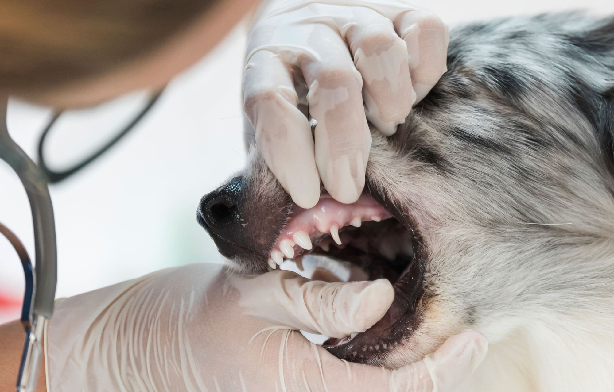 Dog Dentist
