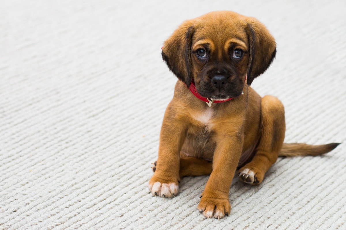 Puppy School & Dog School