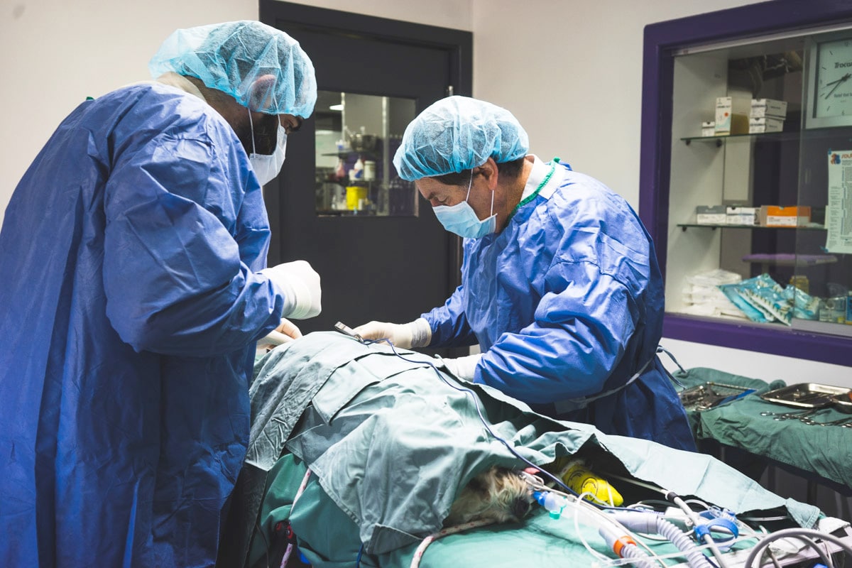 Lilydale Vet Centre Surgery