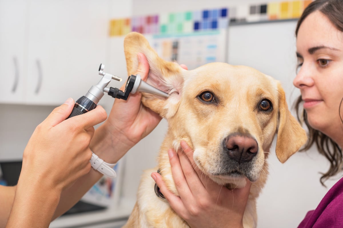 Annual Dog Health Check