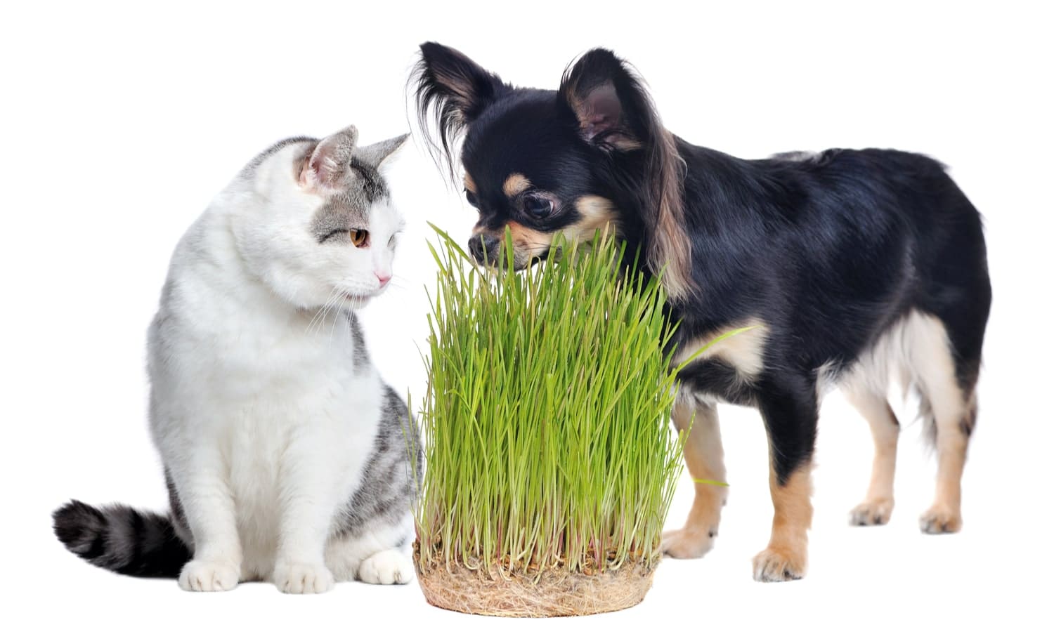 Why cats and dogs eat grass-min