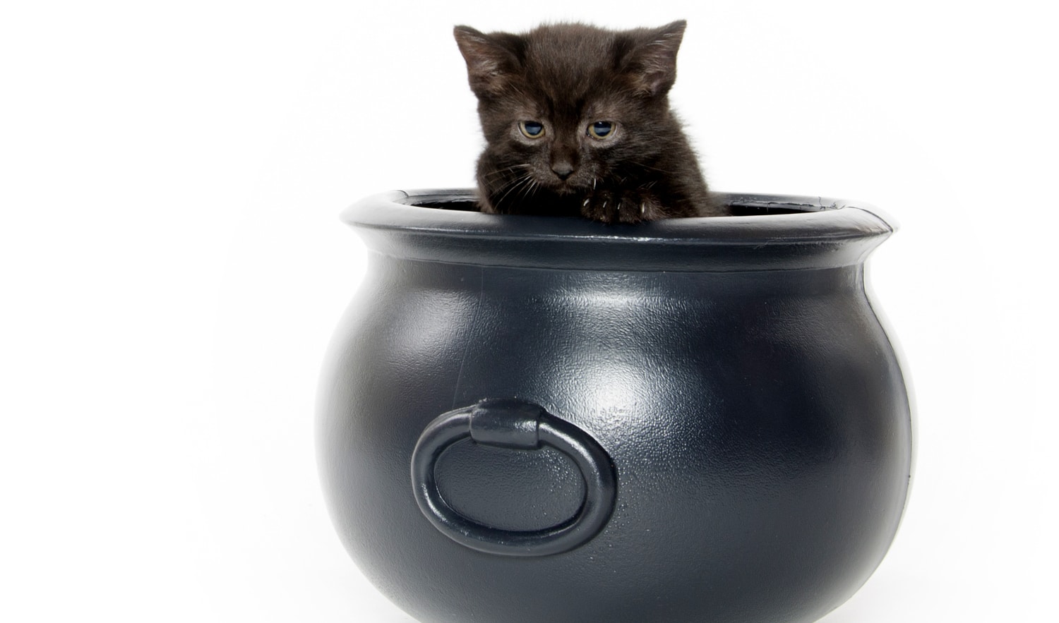 Arthritis in Cats - Lilydale Vet Centre